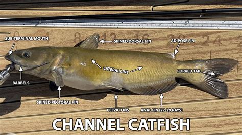 black chanel catfish pictures|channel catfish identification.